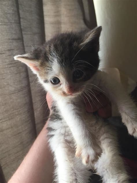 8 Week Old Kittens For Sale In Quinton West Midlands Gumtree