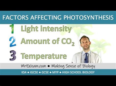 Factors Affecting The Rate Of Photosynthesis Gcse Biology Youtube