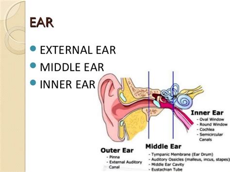 Angle Bw Tympanic Membrane Amp External Auditory Meatus Ent