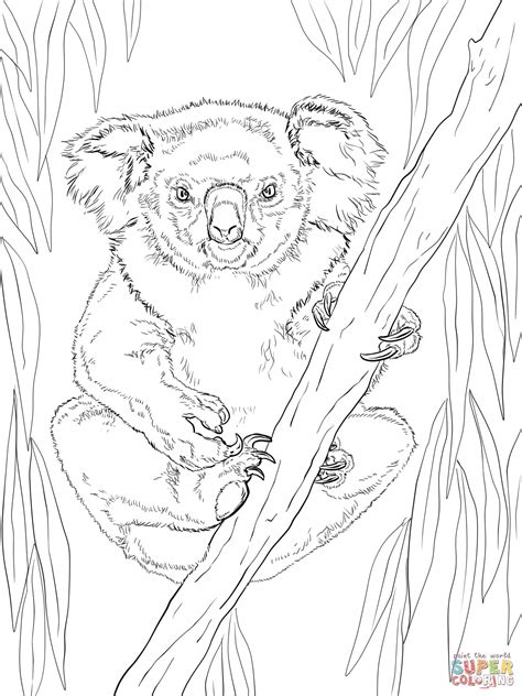 printable koala coloring pages 1560 hot sex picture