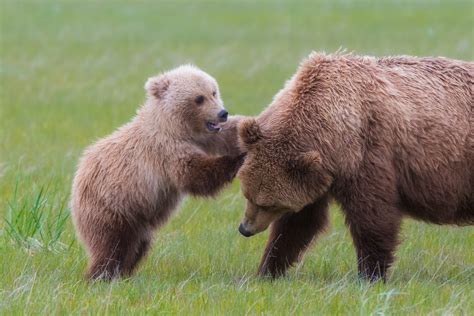 Bear Cub Playing With Its Mother Lake Clark National Park Alaska