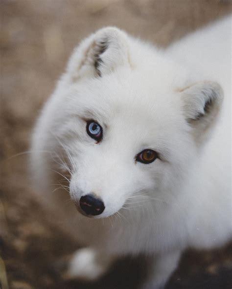 A Beautiful Arctic Fox With Heterochromia Rfoxes