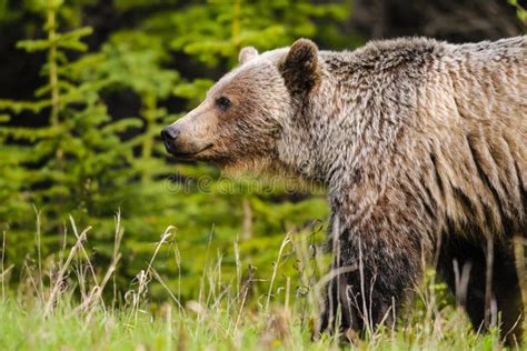 Grizzly Bear Ursus Arctos Horribilis Stock Photo Image Of