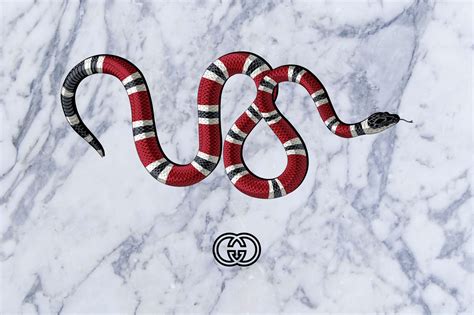 Supreme Gucci Snake Wallpapers Top Free Supreme Gucci Snake