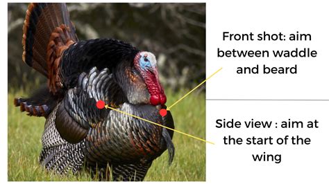 Best D Turkey Archery Targets For Bow Hunters Review Shaggy Outdoors