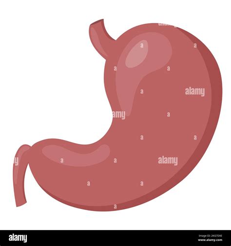 Healthy Body Internal Organs Stomach Stock Photo Alamy