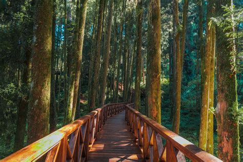 9 Best Things To Do In Alishan Taiwan In 2023