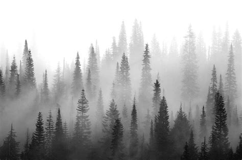 Foggy Forest Hd Wallpaper 4k Ultra Hd Wide Tv Nature