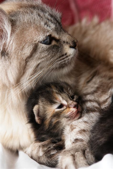7 Tips For Newborn Kitten Care ׀ Hills Pet