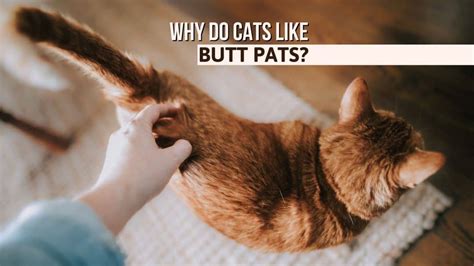6 Reasons Why Do Cats Like Butt Pats