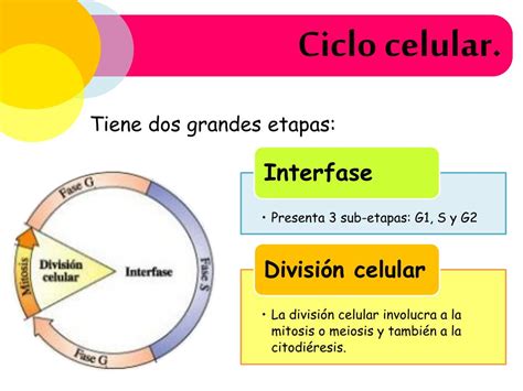 Etapas De La Interfase Del Ciclo Celular Consejos Celulares