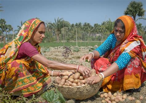 Female Farmers In Bangladesh Photographer George Figdor Female