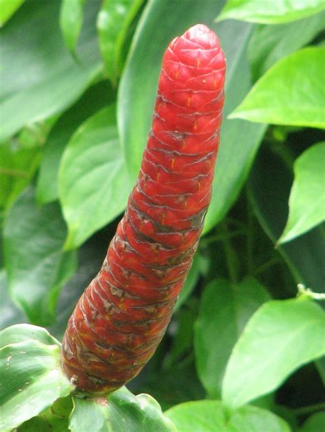 41 Best Images About Penis Flowers Sex In Nature On Pinterest