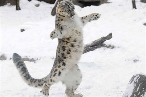 Snow Leopards Hunting Their Prey