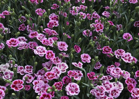 Pink dianthus, Dianthus caryophyllus, Dianthus flowers