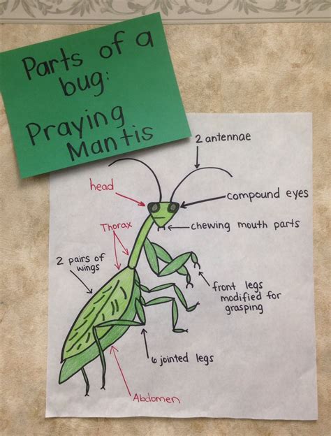 At esl kids world we offer high quality printable pdf worksheets for teaching young learners. Parts of a praying mantis chart. | Cycle for kids, Praying mantis life cycle