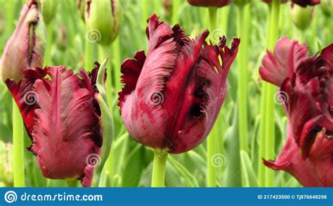 Tulipa Black Parrot Tulip And Green Buds In Park Deep Redpurple
