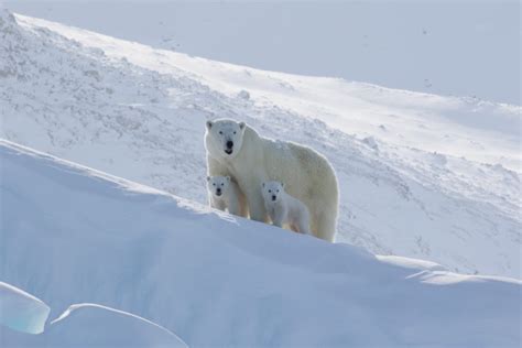 10 Fast Facts About Polar Bears Arctic Kingdom