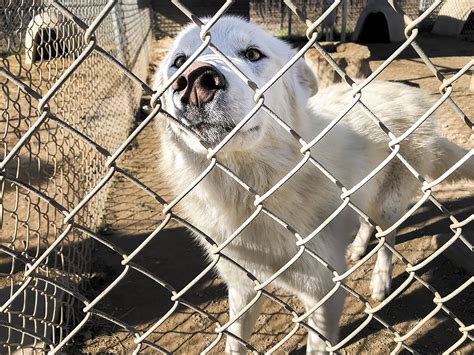 Whar Wolf Rescue Seeks Home For Wolf Hybrid Puppies • Paso Robles Press