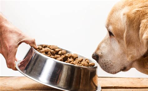 Pet Parent Faq Why Is My Dog Drinking Water But Not Eating