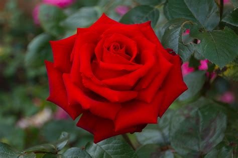 Darmowe Zdjęcia Natura Kwitnąć Kwiat Płatek Róża Czerwony Flora