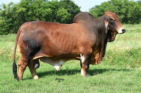 Calf Red Brahman Cattle Brahmans And Cross Breeds Why Brahmans Are