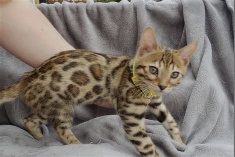Bengal Cats For Sale Fort Worth Tx 329399 Petzlover