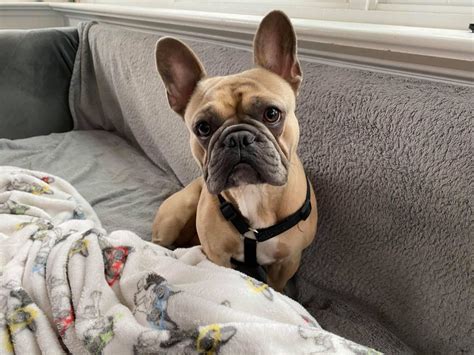 Contact florida french bulldog breeders near you using our free french bulldog breeder search tool below! Our Foster Dogs Archives - French Bulldog Village