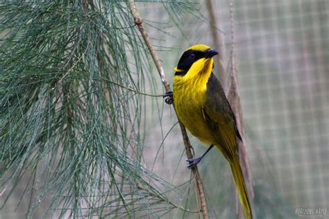 Since You All Loved My Last Helmeted Honeyeater Picture Heres Another