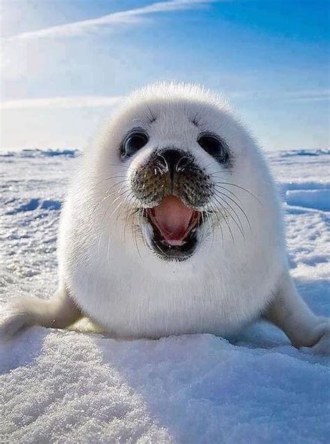 The 100 Cutest Animals Of All Time List Inspire