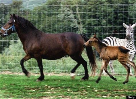 Photos Wholphins Ligers And Other Crazy Animals Hybrids Zorse