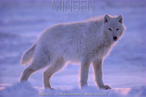 Arctic Wolf Stock Photo Minden Pictures