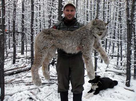World Record Lynx Canada Hunting