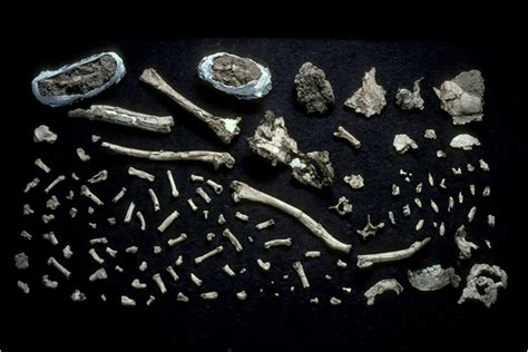 Ardi Human Evolution Ardipithecus Ramidus Hominid Fossil Skeleton Find