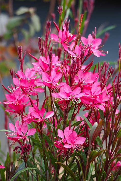How To Grow And Care For Gaura Beeblossom Gardeners Path