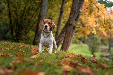 Beagle Dog Standing On The Grass Autumn Leaves In Background Stock