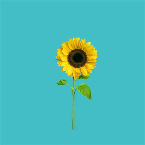 Freetoedit Sunflower Aesthetic Colorcolorful Yellow Blu