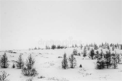 Winter Forest In The Fogtrees In Winter Landscape Stock Image Image