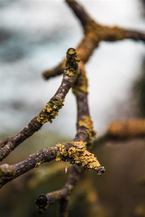 Free Images Branch Twig Tree Spring Close Up Plant Stem Wood