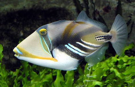 Top 10 Most Colorful And Beautiful Fish Mathias Sauer