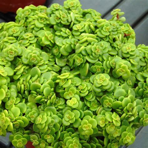 Sedum Makinoi Lime Orpin Une Petite Vivace Succulente Couvre Sol Au