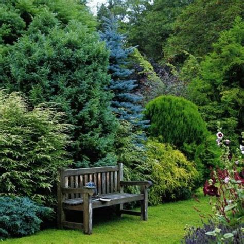 Evergreen Trees For The Garden Conifers Garden Privacy Landscaping