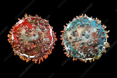 T And B Lymphocyte Illustration Stock Image F0157055 Science