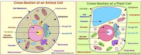 Discover more about this topic from around bitesize. Differences Between Animal and Plant Cell