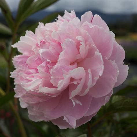 Double Pink Peony The Greenhouse