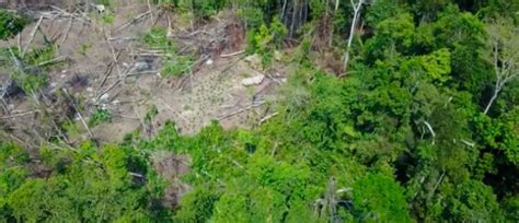 Le brésil est le grandissime favori de cette finale de copa américa face au pérou. Amazonie: Un drone filme des images inédites d'un peuple ...