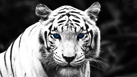 White Tiger Hd Wallpaper Background Image 1920x1080