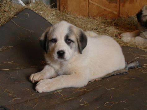 We have hundreds of other turkish kangal for you to browse! Great Pyrenees x Kangal pup 8wks for Sale in Chandler ...