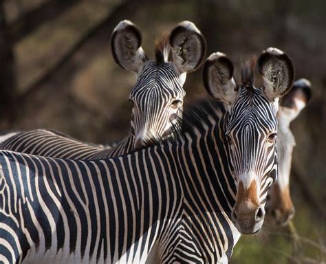 Grevys Zebra African Wildlife Foundation