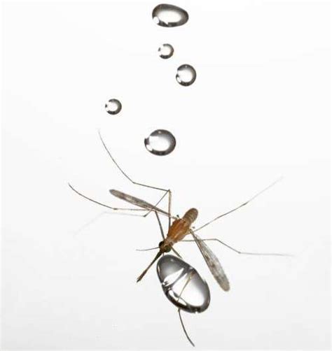 How Mosquitoes Fly In Rain Thanks To Low Mass